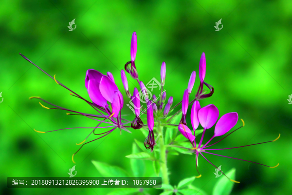 花花草草