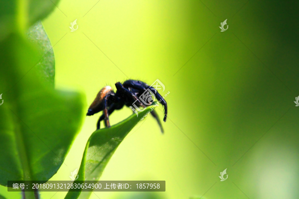 蜘蛛
