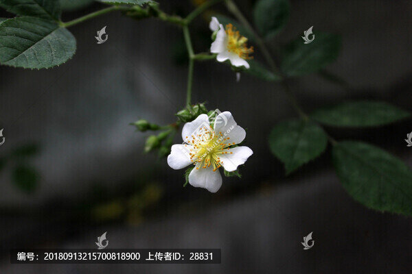 一朵小白花