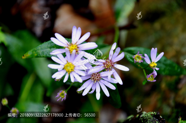 山菊花