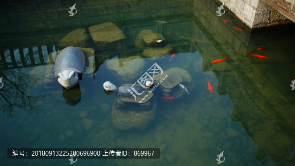 景觀水池里的紅錦鯉魚