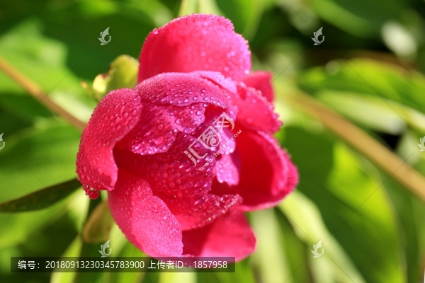 花花草草