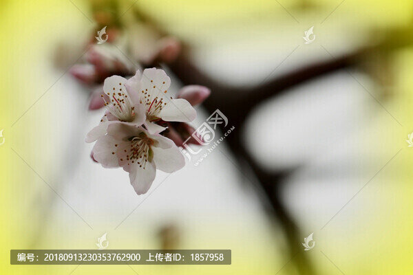 花花草草