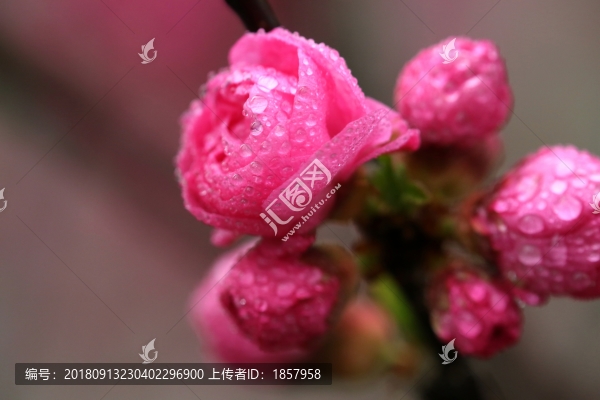 花花草草