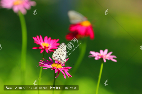 花花草草