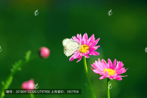 花花草草