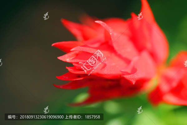 花花草草