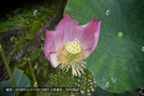 殘荷