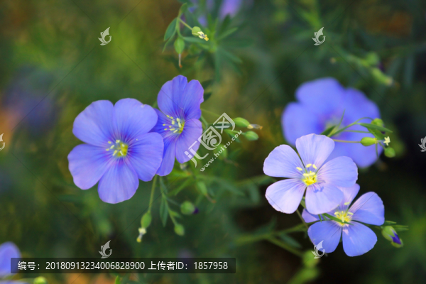 花花草草