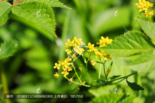花花草草