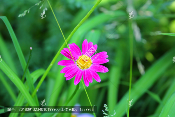 花花草草