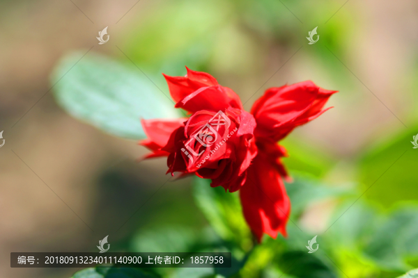 花花草草1