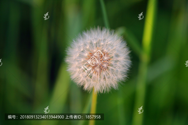 花花草草