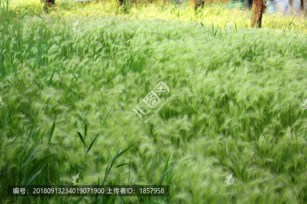 綠草