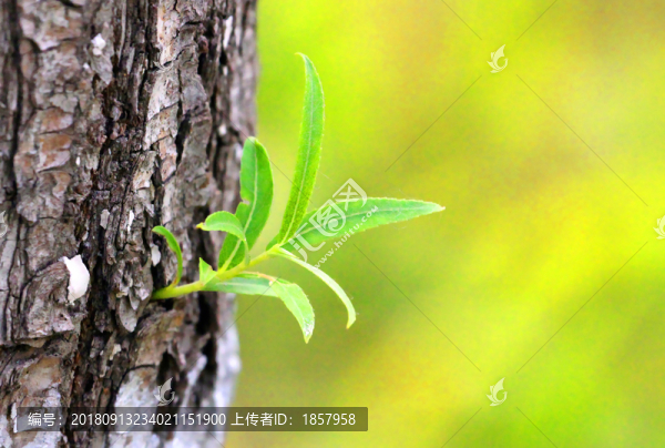 嫩芽