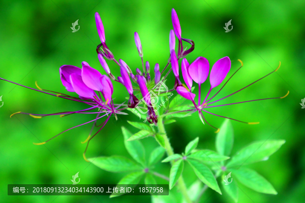 花花草草