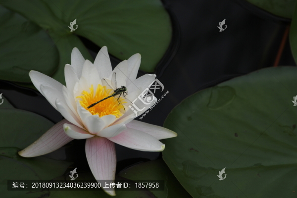 蓮花