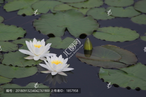蓮花