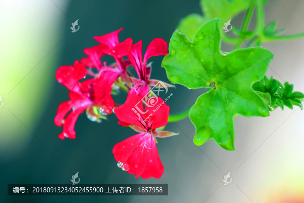 花花草草