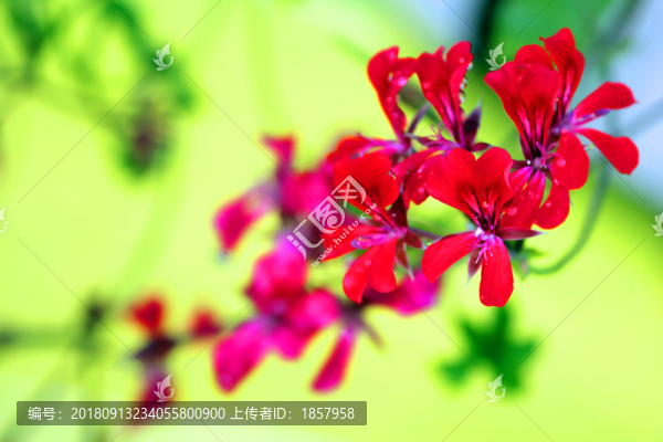 花花草草