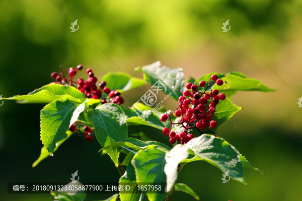 紅果