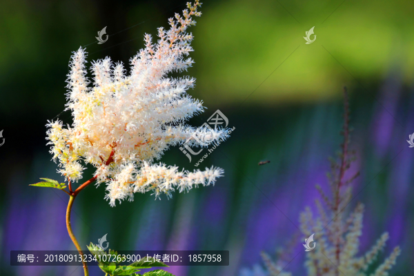 花花草草