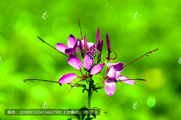 花花草草