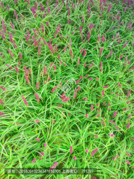 花草