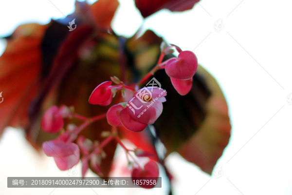 花花草草