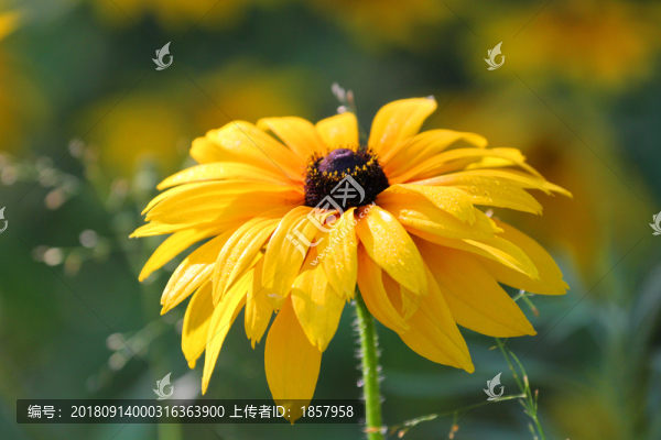 花花草草