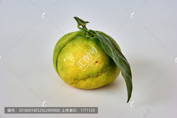 橘子桔子