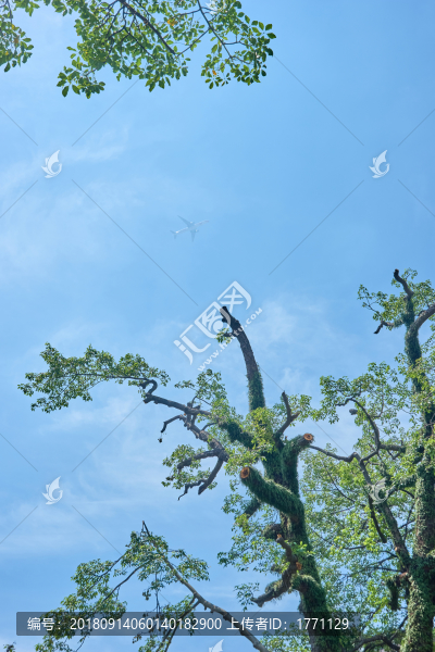 樹葉樹枝