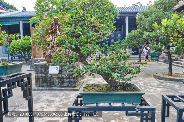 盆景盆栽