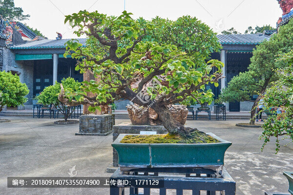 盆景盆栽