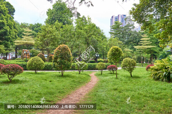 公園樹木
