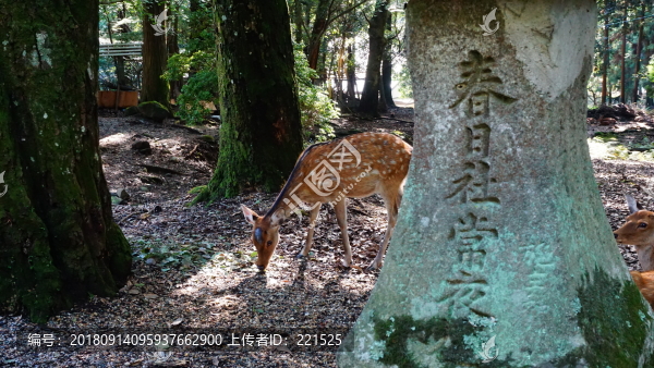 奈良鹿