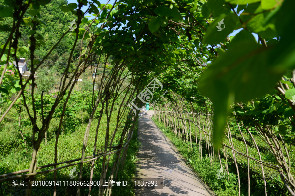 綠色隧道