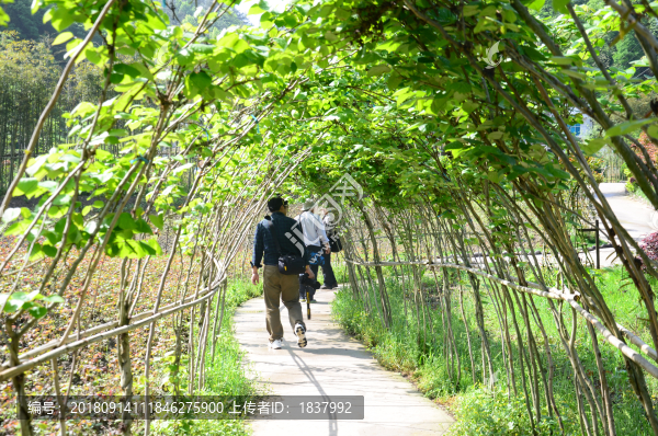 綠色隧道