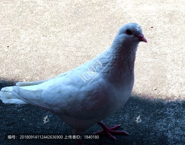 鴿子