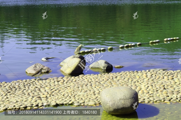 湖中鳥