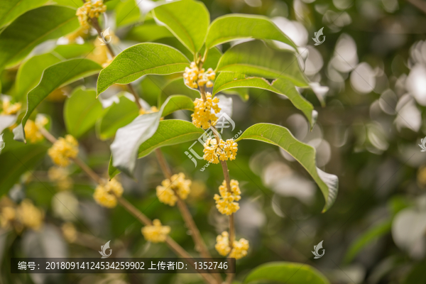 桂花