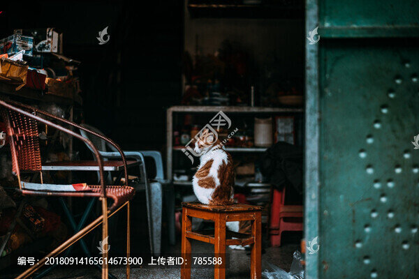 貓