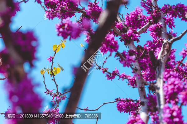 梅花