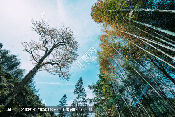 竹林