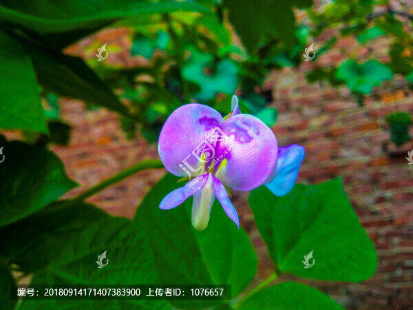 藍(lán)色豆角花特此寫
