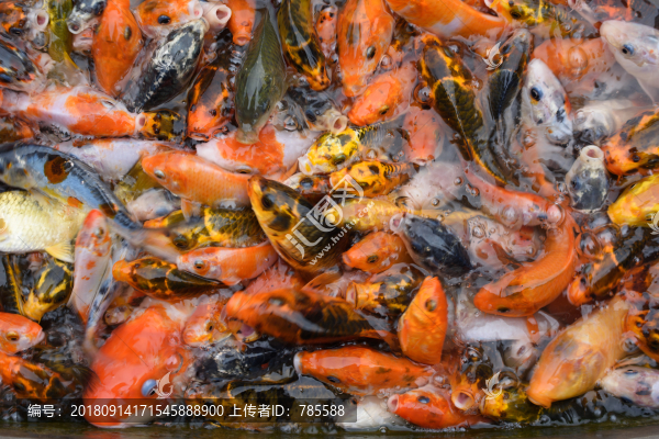 錦鯉