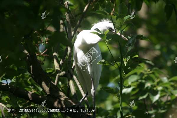 白鷺