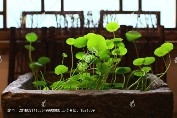 銅錢草