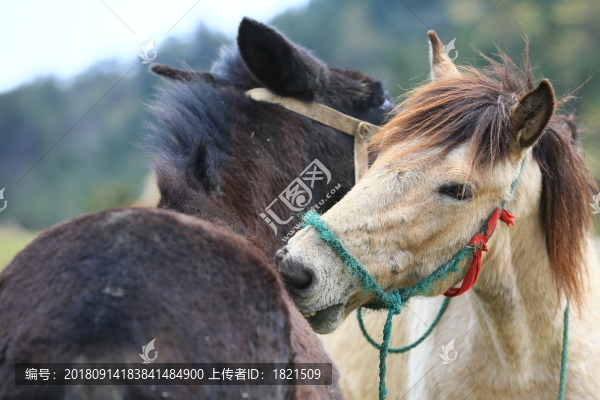 馬