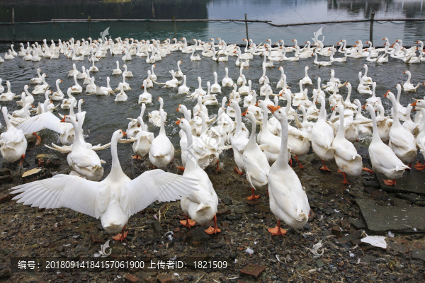 鵝,大白鵝,養(yǎng)殖,湖,潔白